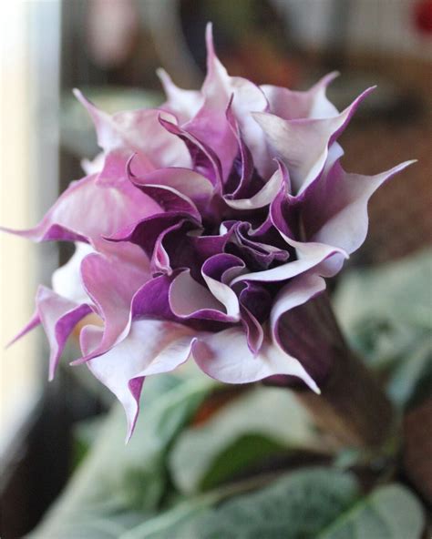 Double Purple Datura / Angel Trumpet / Devil's Trumpet 50 Seeds. - Etsy