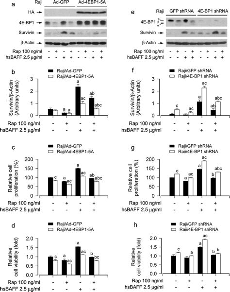 Effects Of Ectopic Expression Of 4e Bp1 5a Or Down Regulation Of 4e Bp1 Download Scientific