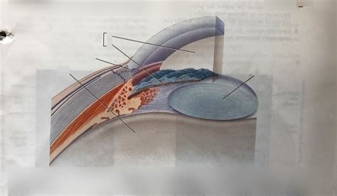 Anterior And Posterior Cavities Of Eyeball Diagram Quizlet