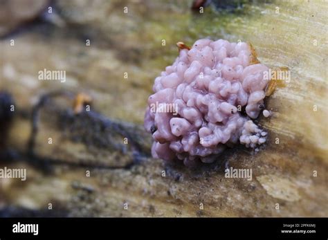 Silver Leaved Purple Silverleaf Chondrostereum Purpureum Fruiting