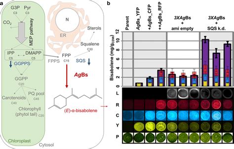 Engineering Heterologous E α Bisabolene Production In C Reinhardtii