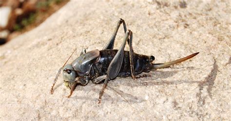 Mormon Cricket Infestation Terrorizes Nevada Residents - Men's Journal