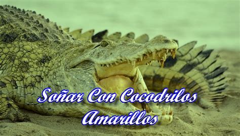 Soñar Con Cocodrilos Amarillos Significado Simbolismo Y Más