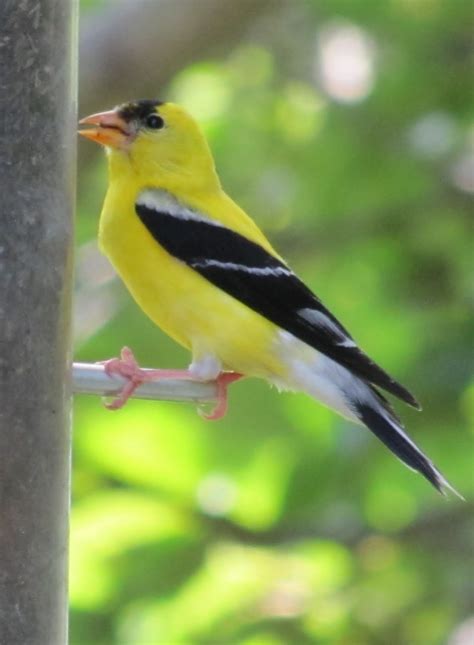 The Backyard Explorer: Backyard Birds