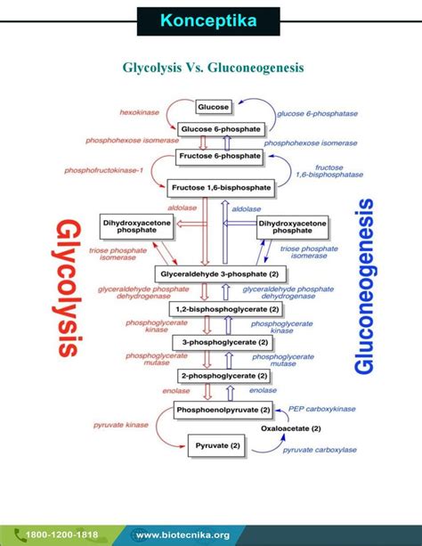 Glycolysis Vs Gluconeogenesis In 2024 Learn Biology Biochemistry