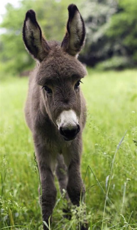 Adorable Baby Donkeys