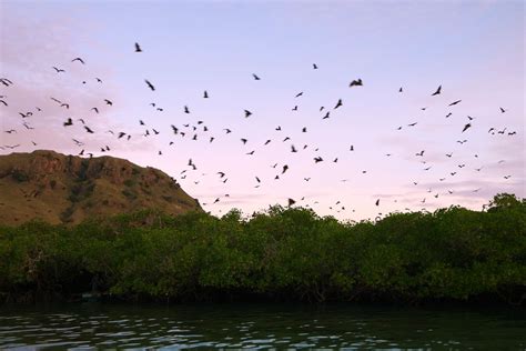 Kalong Island | Secret Bat Island - Komodo National Park