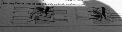 Solved Label The Parts Of The Male And Female Reproductive System Learning Task 6 Label The