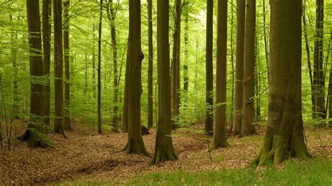 Video Der Wald geheime Sprache der Bäume Planet Wissen