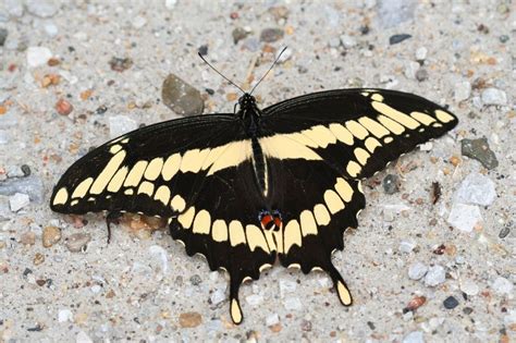 Eastern Giant Swallowtail Butterflies Of Blanco Texas INaturalist