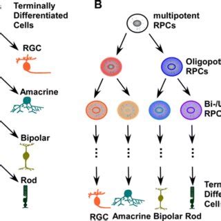 Models Of Rpc Differentiation And Fate Determination A One