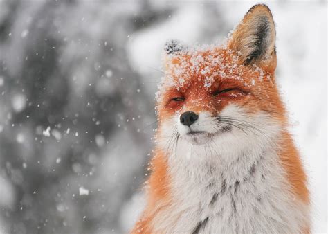 PsBattle: Fox squinting in snow : r/photoshopbattles