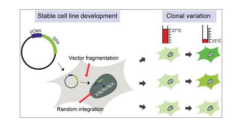 Revealing Key Determinants Of Clonal Variation In Transgene Expression