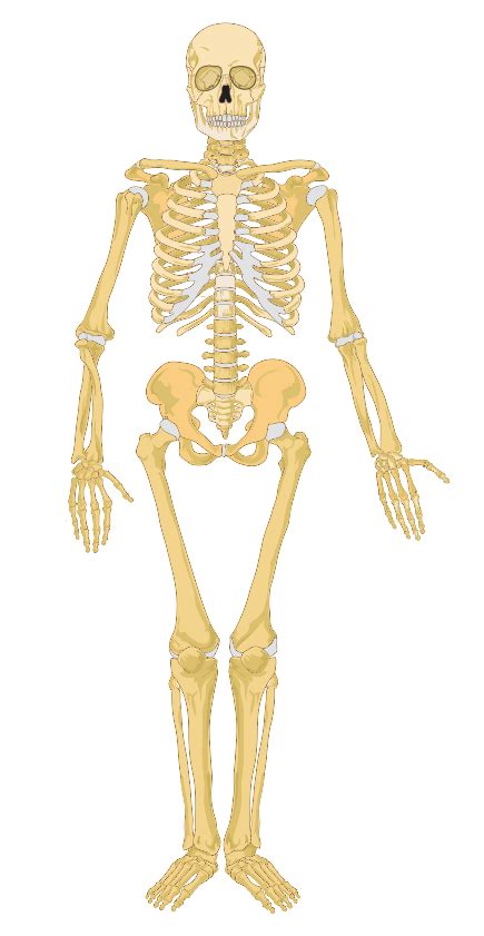 File Human Skeleton Front No Labels Svg Wikimedia Commons