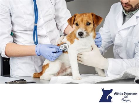 Pet Vaccination Kingston Adenovirus Infectious Hepatitis In Dogs Artofit