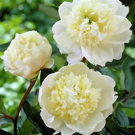 Paeonia Lactiflora Hybrids Chinese Peony In 12cm Pot White