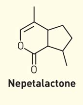 #Science: Nepetalactone is an organic compound found in #catnip and serves as a cat attractant ...