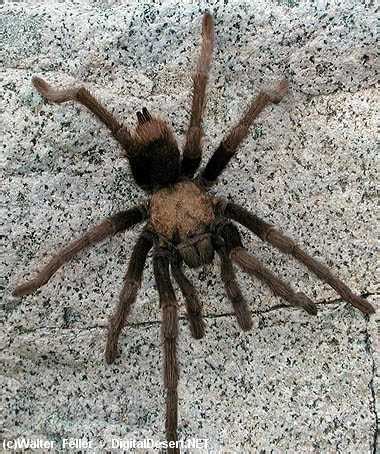 The Tarantula | Desert Wildlife