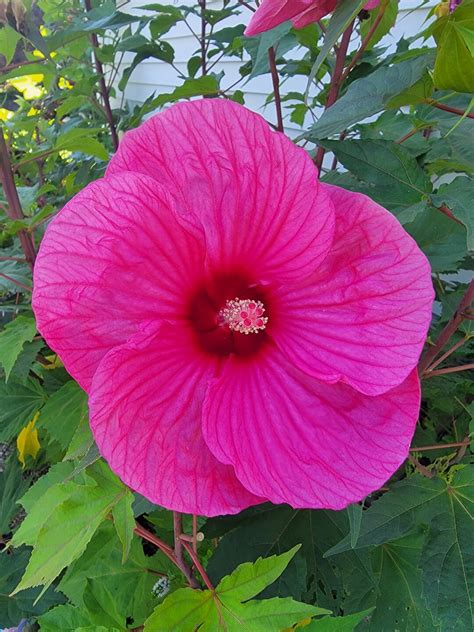 Cold Hardy Hibiscus pink and Red, Perennial 10 Large Seeds - Etsy