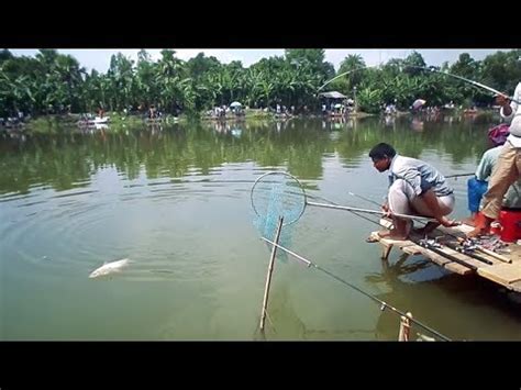 Big Rohu Fish Hunting And Fishing By Rana Big Rohu Fishing Videos By