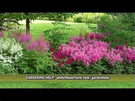 Old Ironsides Astilbe Collection From White Flower Farm