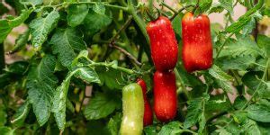 What Are The Best Tomatoes For Pizza Sauce? | RePizza