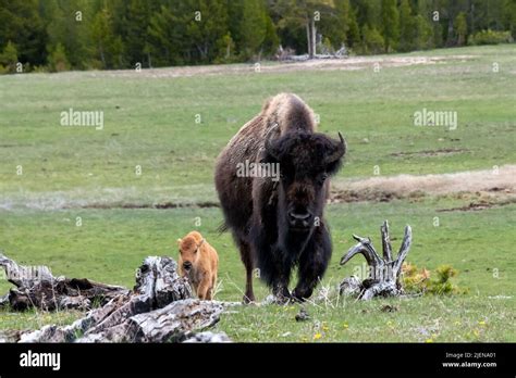 American Bison with Calf in Yellowstone National Park Stock Photo - Alamy