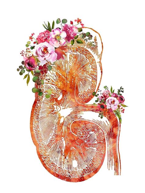 Kidney Section By Erzebetth Redbubble Medical Artwork Medical