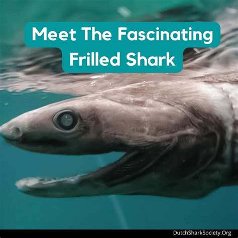 Meet The Fascinating Frilled Shark - Dutch Shark Society