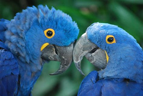 blue macaws – Moody Gardens