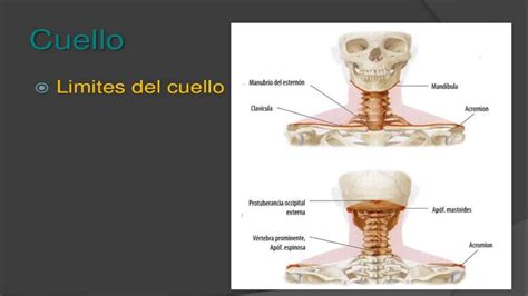 Musculos Del Cuello Anatomia Y Fisiologia 1 Pptx