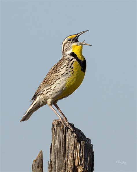 Singing Meadowlark Photograph By Karen Slagle Pixels