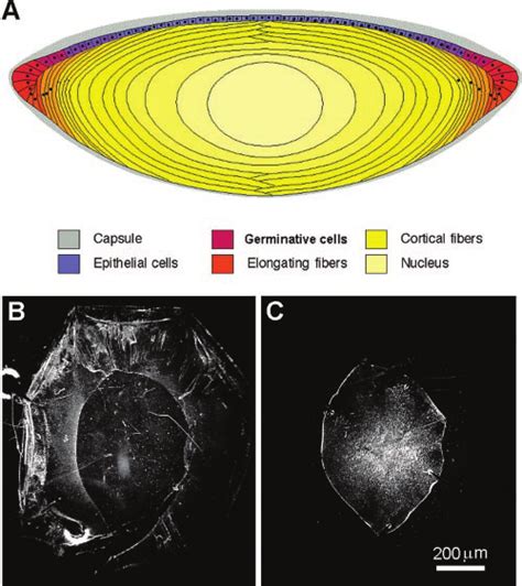 A A Diagrammatic Representation Of A Cross Section Of The Human Lens