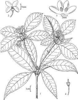 Osmanthus Fragrans Thunb Lour