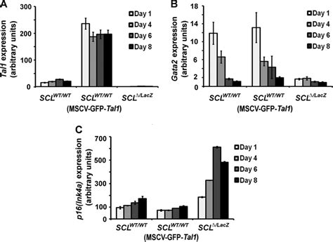 Tal A Gata B And P Ink A C Gene Expression Analysis In