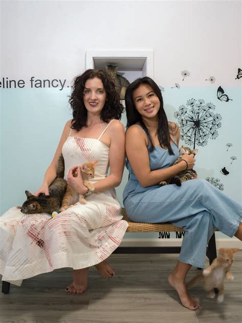 Cat Lounge - Cat Adoptions — Pounce Hawaii