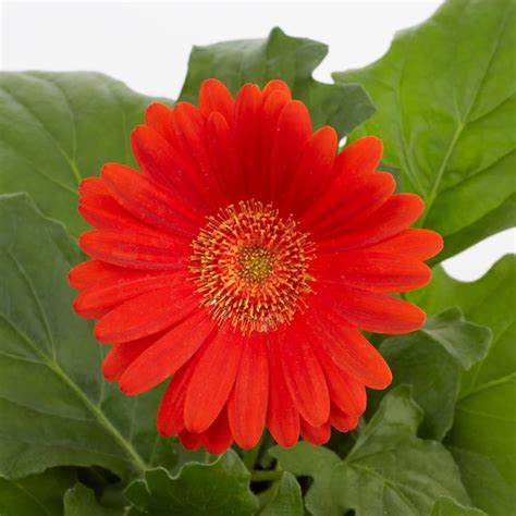 Monrovia Multicolor Gerbera Daisy Pot Nursery At