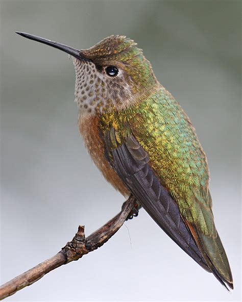 Broad Tailed Hummingbird Btah Hollandwest