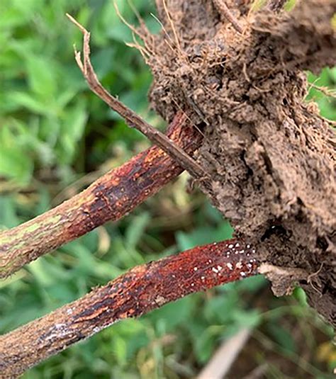 Promising treatment for red crown rot - High Plains Journal