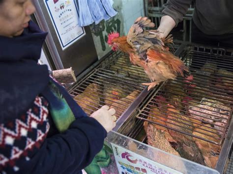 Hong Kong Reports Second Human Case Of Bird Flu Today