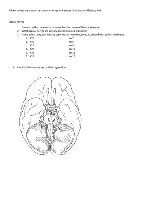 Pal Worksheet Nervous System Cranial Nerves 1 To 6 Vision Olfaction Wk9 Pdf