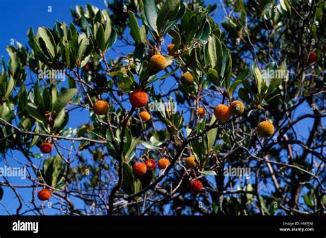 Strawberry Tree Arbutus Unedo Ericaceae Stock Photo Alamy