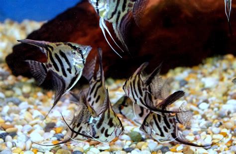 Clown Angelfish SWEET KNOWLE AQUATICS ONLINE SHOP