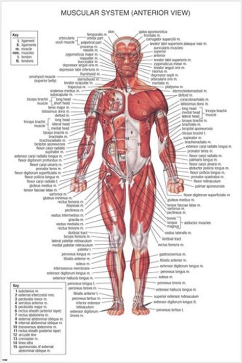 Labeled muscles of the human body