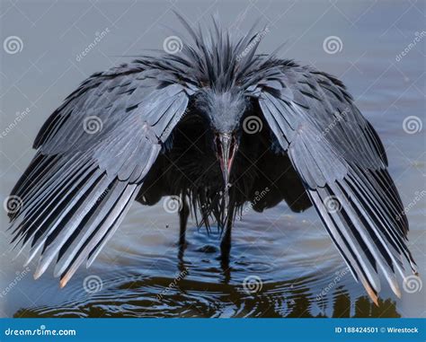 Closeup Shot Of A Great Blue Heron Standing In Water With Open Wings