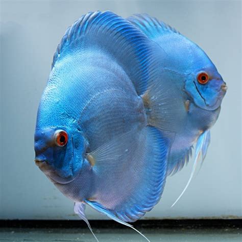 Blue Diamond Discus Proven Breeding Pair Discus