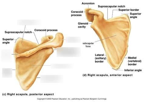 Right Scapula POSTERIOR Diagram 1 Diagram Quizlet