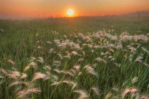 Foxtails And Tall Wild Grasses Alberta Prairie Photo By Dan Jurak