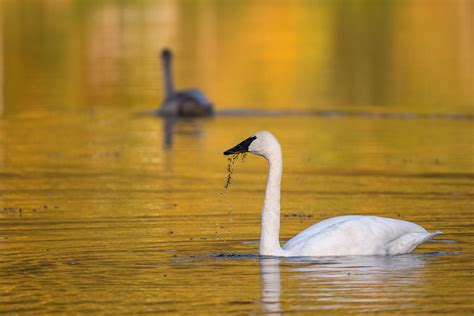 Trumpeter Swan | Sean Crane Photography