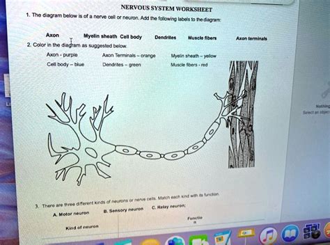 Solvednervous System Worksheet Nenve Cell Neuron Add Ine Folowing